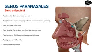 SENOS PARANASALES
Seno esfenoidal
• Pared medial: Seno esfenoidal opuesto
• Pared lateral: seno cavernoso (posterior) conducto óptico (anterior)
• Pared superior: Silla turca
• Pared inferior: Techo de la nasofaringe y cavidad nasal
• Pared anterior: Celdillas etmoidales y cavidad nasal
• Pared posterior: Esfenoidal
• Drena al meato superior
 