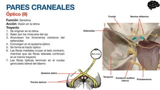 PARES CRANEALES
Óptico (II)
Función: Sensitiva
Acción: Visión en la retina
Trayecto:
1. Se originan en la retina
2. Salen por los músculos del ojo
3. Atraviesan los foramenes orbitaros del
esfenoides
4. Convergen en el quiasma óptico
5. Se forma el tracto óptico
6. Las
fi
bras mediales cruzan al lado contrario,
mientras que las
fi
bras laterales continúan
en el mismo trayecto
7. Las
fi
bras ópticas terminan en el nucleo
geniculado lateral del tálamo
Protuberancia
Temporal
Esfenoides
Frontal Nervios olfatorios
Conducto auditivo
interno
Quiasma óptico
Tractos ópticos
 