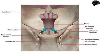 Quiasma óptico
Tálamo
Forámenes orbitarios
del esfenoides
Dorso de la silla
Fisura orbitaria
superior
Hueso frontal
Foramen redondo
Ala mayor del
esfenoides
Ala menor del
esfenoides
 