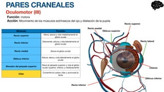 PARES CRANEALES
Oculomotor (III)
Función: motora
Acción: Movimiento de los músculos extrínsecos del ojo y dilatación de la pupila
Músculo Función
Recto superior Eleva, aduce y rota medianamente al
globo ocular
Recto inferior
Desciende, aduce y rota lateralmente el
globo ocular
Recto medial Aduce el globo ocular
Oblicuo inferior
Aduce, eleva y rota lateralmente el globo
ocular
Elevador del párpado superior
Eleva el párpado superior y rota el globo
ocular superior, inferior y medianamente
Ciliar
Constriñe el cuerpo ciliar y acomoda la
lente
Recto superior
Recto medial
Recto inferior
Recto lateral
Oblicuo inferior
Ciliares
Oblicuo superior
 