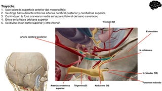 Trayecto:
1. Sale sobre la super
fi
cie anterior del mesencéfalo
2. Se dirige hacia delante entre las arterias cerebral posterior y cerebelosa superior.
3. Continúa en la fosa craneana media en la pared lateral del seno cavernoso
4. Entra en la
fi
sura orbitaria superior
5. Se divide en un ramo superior y otro inferior Troclear (IV)
Trigemino(V) Abducens (VI)
Foramen redondo
N. Maxilar (V2)
N. oftálmico
Arteria cerebral posterior
Esfenoides
Arteria cerebelosa
superior
 