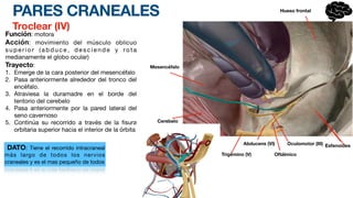 PARES CRANEALES
Troclear (IV)
Función: motora
Acción: movimiento del músculo oblicuo
s u p e r i o r ( a b d u c e , d e s c i e n d e y ro t a
medianamente el globo ocular)
Trayecto:
1. Emerge de la cara posterior del mesencéfalo
2. Pasa anteriormente alrededor del tronco del
encéfalo.
3. Atraviesa la duramadre en el borde del
tentorio del cerebelo
4. Pasa anteriormente por la pared lateral del
seno cavernoso
5. Continúa su recorrido a través de la
fi
sura
orbitaria superior hacia el interior de la órbita
DATO: Tiene el recorrido intracraneal
más largo de todos los nervios
craneales y es el mas pequeño de todos
Hueso frontal
Mesencéfalo
Cerebelo
Esfenoides
Oftálmico
Abducens (VI) Oculomotor (III)
Trigémino (V)
 