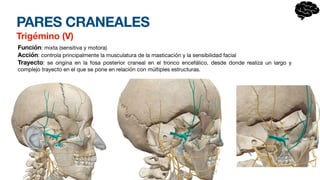 PARES CRANEALES
Trigémino (V)
Función: mixta (sensitiva y motora)
Acción: controla principalmente la musculatura de la masticación y la sensibilidad facial
Trayecto: se origina en la fosa posterior craneal en el tronco encefálico, desde donde realiza un largo y
complejo trayecto en el que se pone en relación con múltiples estructuras.
 