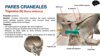 PARES CRANEALES
Trigémino (V) (Rama oftálmica)
Función: sensitiva
Acción: conduce información sensitiva del cuero cabelludo,
frente, párpado superior, córnea, nariz, mucosa nasal, senos
frontales y partes de las meninges.
Trayecto:
- Se origina justo en el ganglio del nervio trigémino
- Llega a la órbita por la pared externa del seno cavernoso,
- Después de haber dado su ramo tentorial sensitivo (nervio
recurrente de Arnold)
- Finalmente se divide en tres ramas, que penetran en la órbita por
la hendidura esfenoidal.
Trigémino (V)
Ganglio del trigémino
N. oftálmico
Fisura orbitaria superior
Silla turca
Esfenoides
 