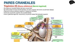 PARES CRANEALES
Trigémino (V) (Rama oftálmica) (Nervio lagrimal)
-Se origina en la pared lateral del seno cavernoso
-Se ubica entre el nervio frontal (arriba) y el ramo superior del nervio oculomotor (abajo)
-Pasa por la
fi
sura orbitaria superior e ingresa en la órbita
-Corre por la porción superior de la pared lateral
-Inerva: glándula lagrimal, conjuntiva y la porción lateral del párpado superior
 