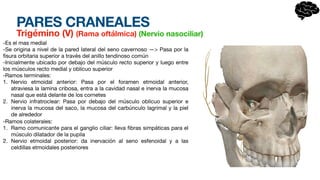 PARES CRANEALES
Trigémino (V) (Rama oftálmica) (Nervio nasociliar)
-Es el mas medial
-Se origina a nivel de la pared lateral del seno cavernoso —> Pasa por la
fi
sura orbitaria superior a través del anillo tendinoso común
-Inicialmente ubicado por debajo del músculo recto superior y luego entre
los músculos recto medial y oblicuo superior
-Ramos terminales:
1. Nervio etmoidal anterior: Pasa por el foramen etmoidal anterior,
atraviesa la lamina cribosa, entra a la cavidad nasal e inerva la mucosa
nasal que está delante de los cornetes
2. Nervio infratroclear: Pasa por debajo del músculo oblicuo superior e
inerva la mucosa del saco, la mucosa del carbúnculo lagrimal y la piel
de alrededor
-Ramos colaterales:
1. Ramo comunicante para el ganglio ciliar: lleva
fi
bras simpáticas para el
músculo dilatador de la pupila
2. Nervio etmoidal posterior: da inervación al seno esfenoidal y a las
celdillas etmoidales posteriores
 