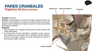 PARES CRANEALES
Trigémino (V) (Rama maxilar)
Función: sensitiva
Acción: da sensibilidad a la piel de la mejilla, párpado inferior, ala
de la nariz, labio superior, mucosas de la parte inferior de las fosas
nasales, raíces dentarias del maxilar, encías del maxilar, duramadre
del temporal y parietal
Trayecto:
1. Sale al exterior por el agujero redondo (en las alas mayores del
hueso esfenoides).
2. Se dirige hacia el arco cigomático, infraórbita ocular, hacia el
labio superior, la musculatura de la mandíbula, hacia el palatino,
la nariz y la faringe y posee una rama meníngea que inerva la
fosa craneal media y anterior)
Ganglio del trigémino
Esfenoides
Trigémino (V)
Foramen redondo
 