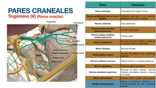 PARES CRANEALES
Trigémino (V) (Rama maxilar)
Rama Inervación
Rama meningea Duramadre de la región frontal
Ramas ganglionares para el nervio
palatino
Glándulas lagrimales y las pequeñas
glándulas de la nariz y paladar
Ramas orbitarias Seno esfenoidal
Ramas nasales laterales
posterosuperiores
Cornete nasal medio
Ramas nasales mediales
posterosuperiores
Tabique nasal
Nervio nasopalatino
Mucosa del hueso palatino y encía de
los dientes incisivos superiores
Nervio faríngeo Mucosa faríngea
Nervio palatino mayor
Mucosa del paladar duro y glándulas
palatinas
Nervios palatinos menores Paladar blando y amígdalas palatinas
Nervio cigomático Piel de la región cigomática
Nervios alveolares superiores
Mucosa el seno maxilar, dientes
molares, premolares, caninos, incisivos
y su encia
Nervio infraorbitario Parpado inferior, mejilla y labio superior
Ganglio pterigopalatino
Regula la secreción lagrimal y la
vasomotricidad de las cavidades
nasales
Ramas ganglionares
Ganglio pterigopalatino
Palatino mayor
Palatino menor
Alveolar superior
Ramas orbitarias
Cigomático
Nasopalatino
Faríngeo
Infraorbitario
 