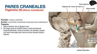 PARES CRANEALES
Trigémino (V) (Rama mandibular)
Función: motora y sensitiva
Acción: movimiento mandibular (músculos de la masticación)
Trayecto:
1. Sale al exterior por el agujero oval
2. Se dirige hacia el maxilar inferior, hacia el temporal
(super
fi
cialmente), hacia el mentón, los dientes y posee
una rama meníngea que inerva la fosa craneal media y
anterior
Trigémino (V) Ganglio del trigémino
Rama maxilar
Rama oftálmica
Apó
fi
sis cigomática
 