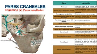 PARES CRANEALES
Trigémino (V) (Rama mandibular)
Rama Inervación
Meníngeo Duramadre, parte de la mucosa del
seno esfenoidal y celdillas mastoideas
Nervio para el pterigoideo medial
Músculo pterigoideo medial, pequeños
ramos para el músculo tensor del velo
del paladar
Ramos para el ganglio ótico Se comunican con el ramo meninge
Nervio del músculo tensor del velo
del paladar
Inervación motora para el músculo
tensor del velo del paladar
Nervio del músculo tensor del
tímpano
Músculo tensor del tímpano
Nervio masetérico Músculo masetero
Nervios temporales profundos
Inervación motora del músculo
temporal
Nervio para el pterigoideo lateral Músculo pterigoideo lateral
Nervio bucal
SENSITIVO. Mucosa de la mejilla y la
encía próxima al primer molar
Nervio aurículotemporal
Conducto auditivo externo, piel de la
porción anterior del pabellón auricular
Nervio lingual
Dos tercios anteriores de la lengua,
mucosa a lo largo del piso de la
cavidad oral y encia de la cara linguae
de los dientes
Nervio alveolar inferior
MIXTO. Inervación motora a los
músculos milohioideos y al vientre
anterior del digástrico, dientes de la
mandíbula y sus encías, encía de
dientes incivos
Rama mandibular
N. bucal
N. lingual
N. alveolar inferior
Rama auriculotemporal
 