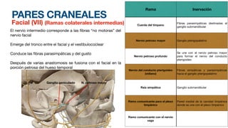 PARES CRANEALES
Facial (VII) (Ramas colaterales intermedias)
Rama Inervación
Cuerda del tímpano
Fibras parasimpáticas destinadas al
ganglio submandibular
Nervio petroso mayor Ganglio pterigopalatino
Nervio petroso profundo
Se une con el nervio petroso mayor
para formar el nervio del conducto
pterigoideo
Nervio del conducto pterigoideo
(vidiano)
Fibras simpáticas y parasimpáticas
hacia el ganglio pterigopalatino
Raíz simpática Ganglio submandibular
Ramo comunicante para el plexo
timpánico
Pared medial de la cavidad timpánica
donde se une con el plexo timpánico
Ramo comunicante con el nervio
vago
El nervio intermedio corresponde a las
fi
bras “no motoras” del
nervio facial
Emerge del tronco entre el facial y el vestibulococlear
Conduce las
fi
bras parasimpáticas y del gusto
Después de varias anastomosis se fusiona con el facial en la
porción petrosa del hueso temporal
Ganglio geniculado N. petroso mayor
 