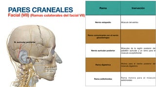 PARES CRANEALES
Facial (VII) (Ramas colaterales del facial VII)
Rama Inervación
Nervio estapedio Músculo del estribo
Ramo comunicante con el nervio
glosofaringeo
Nervio auricular posterior
Músculos de la región posterior del
pabellón auricular y un ramo para el
músculo occipitofrontal
Rama digástrica
Motora para el vientre posterior del
músculo digástrico
Rama estilohioidea
Rama motora para el músculo
estilohioideo
N. auricular posterior
 