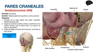 PARES CRANEALES
Vestibulococlear (VIII)
Función: Sensitiva
Acción: Responsable del equilibrio y de la audición
Trayecto:
1. Emerge de la fosa lateral del bulbo raquídeo,
detrás del facial (VII)
2. Llega al conducto auditivo interno, penetra en el al
mismo tiempo que el facial (VII) y lo recorre en
toda su extensión
3. Antes de llegar al fondo del conducto, se divide en
dos ramas:
Formado por los nervios
-Vestibular
-Coclear
Temporal
Conducto auditivo interno
Protuberancia
Bulbo raquídeo
Cerebelo
Facial (VII)
Trigémino (V)
Parietal
 