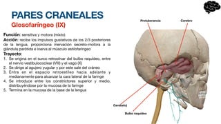 PARES CRANEALES
Glosofaríngeo (IX)
Función: sensitiva y motora (mixto)
Acción: recibe los impulsos gustativos de los 2/3 posteriores
de la lengua, proporciona inervación secreto-motora a la
glándula parótida e inerva al músculo estilofaríngeo
Trayecto:
1. Se origina en el surco retroolivar del bulbo raquídeo, entre
el nervio vestibulococlear (VIII) y el vago (X)
2. Se dirige al agujero yugular y por este sale del cráneo
3. Entra en el espacio retroestíleo hacia adelante y
medianamente para alcanzar la cara lateral de la faringe
4. Se introduce entre los constrictores superior y medio,
distribuyéndose por la mucosa de la faringe
5. Termina en la mucosa de la base de la lengua
Bulbo raquídeo
Cerebelo)
Protuberancia Cerebro
 