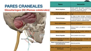 PARES CRANEALES
Glosofaríngeo (IX) (Ramas colaterales)
Rama Inervación
Nervio timpánico
Forma parte del plexo timpánico,
inervando la trompa auditiva y los
nervios carotídeos timpánicos
Rama comunicante para el ramo
auricular del nervio vago
Se une con el ramo auricular del nervio
vago
Ramas faringes
Se dirige al plexo faríngeo, inervando
sensitivamente la mucosa de la faringe
y morosamente los músculos
constrictor superior y palatofaríngeo
Rama estilofaringea Músculo estilofaringeo
Rama carotídea
Inerva el seno y el glomus o cuerpo
carotídeo
Ramas tonsilares Mucosa de las tonsilas palatinas y
tejidos adyacentes
Ramas linguales Tercio posterior de la lengua
Rama comunicante con el ramo
meningeo
Se une con el ramo meningeo del
nervio mandibular (V3)
Rama comunicante para el nervio
auriculotemporal
Glándula parótida
Rama comunicante para la cuerda
del tímpano
Comunica el nervio glosofaríngeo con
la cuerda del tímpano
Rama lingual
Rama tonsilar
Rama faríngea
Rama carotídea
 