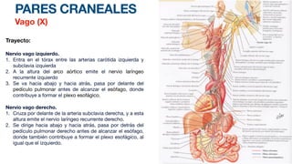 PARES CRANEALES
Vago (X)
Trayecto:
Nervio vago izquierdo.
1. Entra en el tórax entre las arterias carótida izquierda y
subclavia izquierda
2. A la altura del arco aórtico emite el nervio laríngeo
recurrente izquierdo
3. Se va hacia abajo y hacia atrás, pasa por delante del
pedículo pulmonar antes de alcanzar el esófago, donde
contribuye a formar el plexo esofágico.
Nervio vago derecho.
1. Cruza por delante de la arteria subclavia derecha, y a esta
altura emite el nervio laríngeo recurrente derecho.
2. Se dirige hacia abajo y hacia atrás, pasa por detrás del
pedículo pulmonar derecho antes de alcanzar el esófago,
donde también contribuye a formar el plexo esofágico, al
igual que el izquierdo.
 