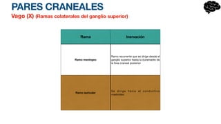 PARES CRANEALES
Vago (X) (Ramas colaterales del ganglio superior)
Rama Inervación
Ramo meníngeo
Ramo recurrente que se dirige desde el
ganglio superior hasta la duramadre de
la fosa craneal posterior
Ramo auricular
Se dirige hacia el conductivo
mastoideo
 