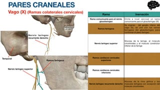 PARES CRANEALES
Vago (X) (Ramas colaterales cervicales) Rama Inervación
Rama comunicante para el nervio
glosofaringeo
Emite a nivel cervical un ramo
comunicante para el glosofaríngeo (IX)
Ramos faringeos
Se originan del ganglio inferior del
vago (X), se une con los ramos
faringeos del glosofaríngeo para
conformar el plexo faringeo
Nervio laríngeo superior
Mucosa de la laringe, al músculo
cricotiroideo y al músculo constrictor
inferior de la faringe
Ramos cardiacos cervicales
superiores
Ramos cardiacos cervicales
inferiores
Nervio laríngeo recurrente derecho
Mucosa de la rima glótica y los
músculos laríngeos con excepción del
músculo cricotiroideo
Ramos faríngeos
Nervio laringeo superior
Temporal
Nervio laríngeo
recurrente derecho
 
