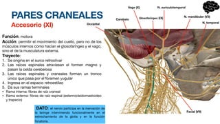 PARES CRANEALES
Accesorio (XI)
Función: motora
Acción: permitir el movimiento del cuello, pero no de los
músculos internos como hacían el glosofaríngeo y el vago,
sino el de la musculatura externa.
Trayecto:
1. Se origina en el surco retroolivar
2. Las raíces espinales atraviesan el formen magno y
pasan la celda cerebelosa
3. Las raíces espinales y craneales forman un tronco
único que pasa por el foramen yugular
4. Ingresa en el espacio retroestíleo
5. Da sus ramas terminales
• Rama interna:
fi
bras de raíz craneal
• Rama externa:
fi
bras de raíz espinal (esternocleidomastoideo
y trapecio)
Occipital
Cerebelo
Vago (X)
Glosofaríngeo (IX)
N. auriculotemporal
N. mandibular (V3)
N. temporal
Facial (VII)
DATO: el nervio participa en la inervación de
la laringe interviniendo funcionalmente en el
estrechamiento de la glotis y en la función
fonatoria.
 