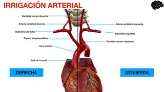 IRRIGACIÓN ARTERIAL
Raíz de la aorta
Arco aortico
Subclavia derecha
Tronco braquiocefálico
Arteria vertebral derecha
Carótida común derecha
Carótida común izquierda
Subclavia izquierda
Arteria vertebral izquierda
DERECHA IZQUIERDA
 