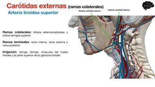 Carótidas externas (ramas colaterales)
Arteria tiroidea superior
Ramas colaterales: Arteria esternomastoidea y
arteria laringea superior
Ramas terminales: rama interna, rama externa y
rama posterior
Irrigación: laringe, faringe, músculos del hueso
hioides y la parte superior de la glándula tiroides
Arteria carótida externa
Arteria carótida interna
 