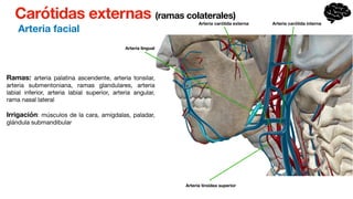 Carótidas externas (ramas colaterales)
Arteria facial
Ramas: arteria palatina ascendente, arteria tonsilar,
arteria submentoniana, ramas glandulares, arteria
labial inferior, arteria labial superior, arteria angular,
rama nasal lateral
Irrigación: músculos de la cara, amígdalas, paladar,
glándula submandibular
Arteria carótida externa
Arteria lingual
Arteria tiroidea superior
Arteria carótida interna
 