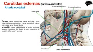 Carótidas externas (ramas colaterales)
Arteria occipital
Ramas: rama mastoidea, rama auricular, rama
esternocleidomastoidea, rama occipital, rama
meningea, rama descendente
Irrigación: cuero cabelludo de la región occipital,
algunos músculos del dorso, la dura madre de la
porción del cráneo y la oreja
Arteria carótida externa
Arteria facial
Arteria lingual Arteria tiroidea superior
Arteria carótida interna
 