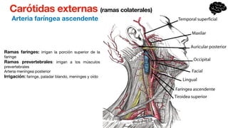 Carótidas externas (ramas colaterales)
Arteria faríngea ascendente
Ramas faringes: irrigan la porción superior de la
faringe
Ramas prevertebrales: irrigan a los músculos
prevertebrales
Arteria meníngea posterior
Irrigación: faringe, paladar blando, meninges y oído
 