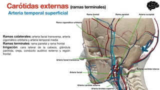 Carótidas externas (ramas terminales)
Arteria temporal super
fi
cial
Ramas colaterales: arteria facial transversa, arteria
cigomático orbitaria y arteria temporal media
Ramas terminales: rama parietal y rama frontal
Irrigación: cara lateral de la cabeza, glándula
parótida, oreja, conducto auditivo externo y región
frontal
Arteria facial
Arteria facial transversa
Arteria carótida interna
Arteria carótida externa
Arteria tiroidea superior
Rama cigomático-orbitaria
Rama frontal Rama parietal Arteria occipital
 