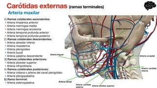 Carótidas externas (ramas terminales)
Arteria maxilar
1) Ramas colaterales ascendentes:
• Arteria timpánica anterior
• Arteria meníngea media
• Arteria meníngea accesoria
• Arteria temporal profunda anterior
• Arteria temporal profunda posterior
2) Ramas colaterales descendentes:
• Arteria alveolar inferior
• Arteria maseterina
• Arteria pterigoidea
• Arteria bucal
• Arteria palatina descendente
3) Ramos colaterales anteriores:
• Arteria alveolar superior
• Arteria infraorbitaria
4) Ramos colaterales posteriores:
• Arteria vidiana o arteria del canal pterigoideo
• Arteria pterigopalatina
5) Ramo terminal:
• Arteria esfenopalatina
Arteria temporal
Arteria lingual
Arteria facial
Arteria tiroidea superior
Arteria carótida
interna
Arteria occipital
Arteria carótida
externa
 