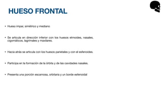 HUESO FRONTAL
• Hueso impar, simétrico y mediano
• Se articula en dirección inferior con los huesos etmoides, nasales,
cigomáticos, lagrimales y maxilares.
• Hacia atrás se articula con los huesos parietales y con el esfenoides.
• Participa en la formación de la órbita y de las cavidades nasales.
• Presenta una porción escamosa, orbitaria y un borde esfenoidal
 