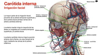 Irrigación facial
La mayor parte de la irrigación facial
proviene de la arteria temporal superficial y
de la arteria facial (ambas ramas de la
arteria carótida externa)
La arteria maxilar irriga la mayoría de las
áreas no irrigadas por la arteria temporal
superficial y la arteria facial
La arteria carótida interna irriga la porción
anterior de la frente y la cara dorsal de la
nariz mediante las ramas de la arteria
oftálmica
Carótida interna
Rama frontal
Arteria temporal
super
fi
cial
Arteria carótida
externa
Arteria facial
Arteria temporal
profunda anterior
Arteria temporal
profunda posterior
Arteria maxilar
Arteria occipital
Arteria angular
Arteria submentoniana
 