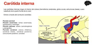 Carótida interna
Las carótidas internas irrigan el interior del cráneo (hemisferios cerebrales, globo ocular, estructuras óseas), cuero
cabelludo de la parte frontal de la nariz
Entran a través del conducto carotídeo
Porción cervical
Porción cavernosa: ramas cavernosas,
hipo
fi
siarias y meninges
Porción petrosa: arteria caricotimpánica
y pterigoidea
Porción cerebral: arteria oftálmica,
cerebral media, cerebral posterior,
comunicante posterior, coroidea
 