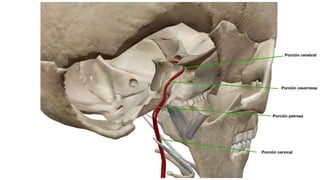Porción cervical
Porción petrosa
Porción cavernosa
Porción cerebral
 