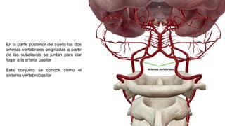 En la parte posterior del cuello las dos
arterias vertebrales originadas a partir
de las subclavias se juntan para dar
lugar a la arteria basilar
Este conjunto se conoce como el
sistema vertebrobasilar
Arterias vertebrales
 