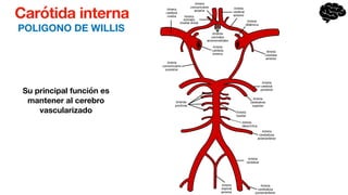 Carótida interna
POLIGONO DE WILLIS
Su principal función es
mantener al cerebro
vascularizado
 