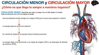 CIRCULACIÓN MENOR y CIRCULACIÓN MAYOR
¿Cómo es que llega la sangre a nuestros órganos?
Auricula derecha recibe sangre sin oxígeno (O2) por la vena cava superior e inferior
La sangre pasa al ventrículo derecho
En ventrículo derecho la expulsa hacia la arteria pulmonar
La sangre llega a los pulmones y se carga de oxígeno (O2) y se descarga de dióxido
de carbono (CO2)
CIRCULACIÓN MENOR: Recorrido que hace la sangre rica en CO2 desde el corazón
hasta los pulmones con el
fi
n de oxigenar la sangre
 