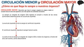 CIRCULACIÓN MENOR y CIRCULACIÓN MAYOR
¿Cómo es que llega la sangre a nuestros órganos?
La sangre ya cargada de oxígeno (O2) regresa al corazón a través de las venas
pulmonares desembocando en la aurícula izquierda
La auricula izquierda envía la sangre al ventrículo izquierdo
El ventrículo izquierdo expulsa la sangre hacia la aorta
La aorta envía la sangre ya cargada de oxígeno (O2) a todos los órganos a través del
arco de la aorta y aorta descendente
CIRCULACIÓN MAYOR: Recorrido que hace la sangre cargada de oxígeno desde el
corazón hacia el resto del organismo con el de aportar los nutrientes necesarios
 