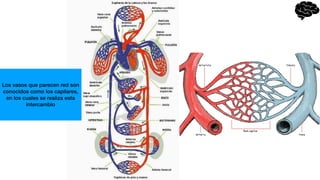 Los vasos que parecen red son
conocidos como los capilares,
en los cuales se realiza esta
intercambio
 
