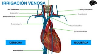 IRRIGACIÓN VENOSA
DERECHA IZQUIERDA
Vena supraescapular
Vena vertebral
Vena yugular interna
Vena cava superior
Vena cava inferior
Vena torácica mamaria
Vena tiroidea inferior
Vena subclavia
Vena yugular externa
 