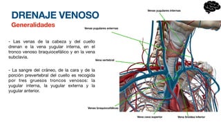 DRENAJE VENOSO
Generalidades
- Las venas de la cabeza y del cuello
drenan e la vena yugular interna, en el
tronco venoso braquiocef
á
lico y en la vena
subclavia.
- La sangre del cr
á
neo, de la cara y de la
porci
ó
n prevertebral del cuello es recogida
por tres gruesos troncos venosos: la
yugular interna, la yugular externa y la
yugular anterior.
Vena cava superior
Venas braquiocefálicas
Venas yugulares internas
Venas yugulares externas
Vena tiroidea inferior
Vena vertebral
 