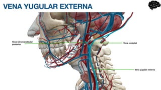 VENA YUGULAR EXTERNA
Vena retromandibular
posterior
Vena occipital
Vena yugular externa
 