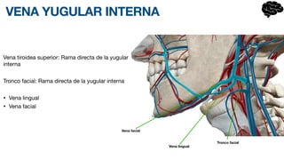 VENA YUGULAR INTERNA
Vena tiroidea superior: Rama directa de la yugular
interna
Tronco facial: Rama directa de la yugular interna
• Vena lingual
• Vena facial
Tronco facial
Vena lingual
Vena facial
 
