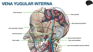VENA YUGULAR INTERNA
Vena retromandibular (porción anterior)
Vena maxilar
Facial transversa
Vena cigomático orbitaria
Vena aurícular posterior
Vena temporal super
fi
cial
Vena retromandibular
Rama parietal
Rama temporal
 