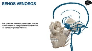 SENOS VENOSOS
Son grandes sistemas colectores por las
cuales drena la sangre del encéfalo hacia
las venas yugulares internas
 
