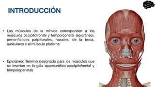 INTRODUCCIÓN
• Los músculos de la mímica corresponden a los
músculos occipitofrontal y temporoprietal (epicráneo),
periorificiales palpebrales, nasales, de la boca,
auriculares y el músculo platisma
• Epicráneo: Termino designado para los músculos que
se insertan en la gala aponeurótica (occipitofrontal y
temporoparietal)
 