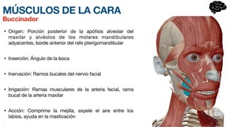 MÚSCULOS DE LA CARA
• Origen: Porción posterior de la apófisis alveolar del
maxilar y alvéolos de los molares mandibul
a­
res
adyacentes, borde anterior del rafe pterigomandibular
• Inserción: Ángulo de la boca
• Inervación: Ramos bucales del nervio facial
• Irrigación: Ramas musculares de la arteria facial, rama
bucal de la arteria maxilar
• Acción: Comprime la mejilla, expele el aire entre los
labios, ayuda en la masticación
•
Buccinador
 