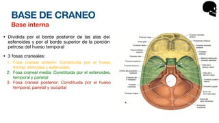 BASE DE CRANEO
Base interna
• Dividida por el borde posterior de las alas del
esfenoides y por el borde superior de la porción
petrosa del hueso temporal
• 3 fosas craneales:
1. Fosa craneal anterior: Constituida por el hueso
frontal, etmoides y esfenoides
2. Fosa craneal media: Constituida por el esfenoides,
temporal y parietal
3. Fosa craneal posterior: Constituida por el hueso
temporal, parietal y occipital
 