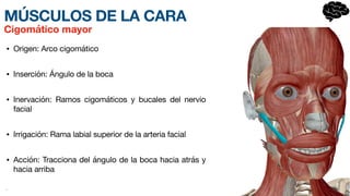 MÚSCULOS DE LA CARA
• Origen: Arco cigomático
• Inserción: Ángulo de la boca
• Inervación: Ramos cigomáticos y bucales del nervio
facial
• Irrigación: Rama labial superior de la arteria facial
• Acción: Tracciona del ángulo de la boca hacia atrás y
hacia arriba
•
Cigomático mayor
 