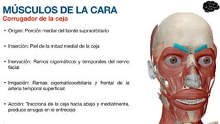 MÚSCULOS DE LA CARA
• Origen: Porción medial del borde supraorbitario
• Inserción: Piel de la mitad medial de la ceja
• Inervación: Ramos cigomáticos y tempor
a­
les del nervio
facial
• Irrigación: Ramas cigomaticoorbitaria y frontal de la
arteria temporal s
u­
perficial
• Acción: Tracciona de la ceja hacia abajo y m
e­
dialmente,
produce arrugas en el e
n­
trecejo
•
Corrugador de la ceja
 